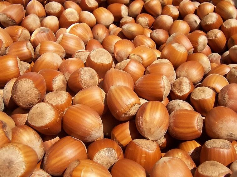 Giresun fındığı toptan — kabuklu